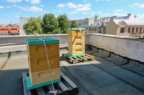 An apiary on the rooftop