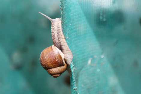 Grapevine snails for export and more: A farm in Belarus is about to gather its first harvest