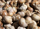 Grapevine snails for export