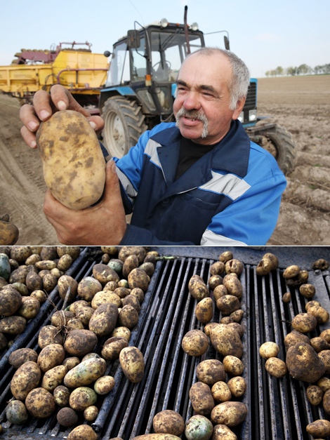 Potatoes, the Belarusian 