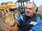 Potatoes, the Belarusian "second bread", are being harvested all over the country