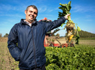 Sugar beet, the “sweet” harvest of Belarus