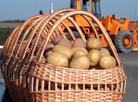 A good year for potatoes: the yield is 15% higher.