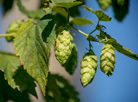 A collection of ten varieties at Belarus’ only hop farm