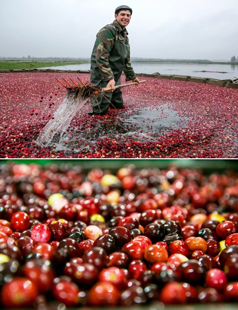 Cranberry plantations in Polesie
