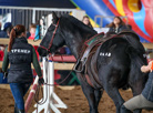 Міжнародная выстаўка коней "Восень-2017"