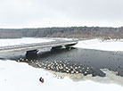 Лебединый рай: грациозные птицы зимуют на водоёме под Минском 