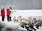 Лебеди зимуют на водохранилище Криница под Минском