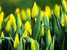 Дыхание праздника весны: самые популярные цветы к 8 Марта 