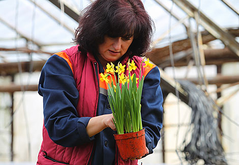 感受春天节日的气息：国际妇女节前最受欢迎的花卉