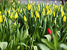 Дыхание праздника весны: самые популярные цветы к 8 Марта 