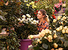 Около 300 тысяч роз вырастили в тепличном хозяйстве ОАО "ДорОрс" к 8 Марта