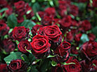 Около 300 тысяч роз вырастили в тепличном хозяйстве ОАО "ДорОрс" к 8 Марта