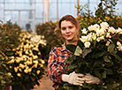 DorOrs greenhouse company grows some 300,000 roses ahead of Women's Day