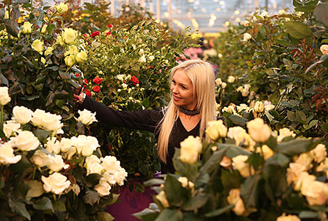 Около 300 тысяч роз вырастили в тепличном хозяйстве ОАО 