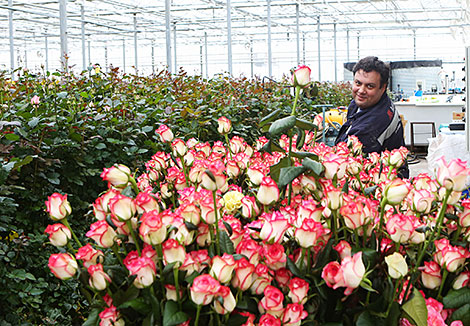 Более 20 тысяч цветов вырастили к 8 Марта работники 