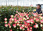Более 20 тысяч цветов вырастили к 8 Марта работники "Могилевзеленстрой"