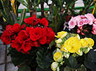 Дыхание праздника весны: самые популярные цветы к 8 Марта