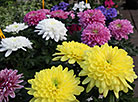 Дыхание праздника весны: самые популярные цветы к 8 Марта