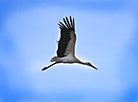 Migrating storks are back home