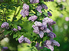 Week of Lilac at Minsk Botanical Garden