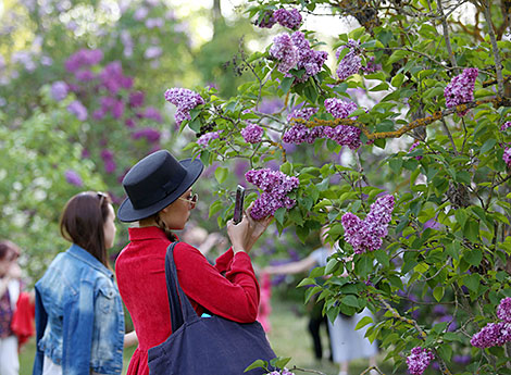 Lilac Blooms at Minsk Botanical Garden