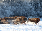 Belarusian aurochs