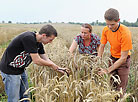 New wheat varieties from Grodno plant breeders