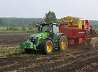 July is time for early potato harvesting 