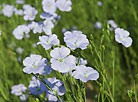 Blooming flax in Mogilev Oblast