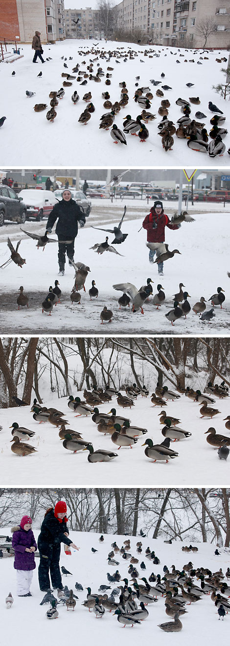 Ducks wintering in Vitebsk 