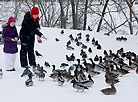 Ducks wintering in Vitebsk 