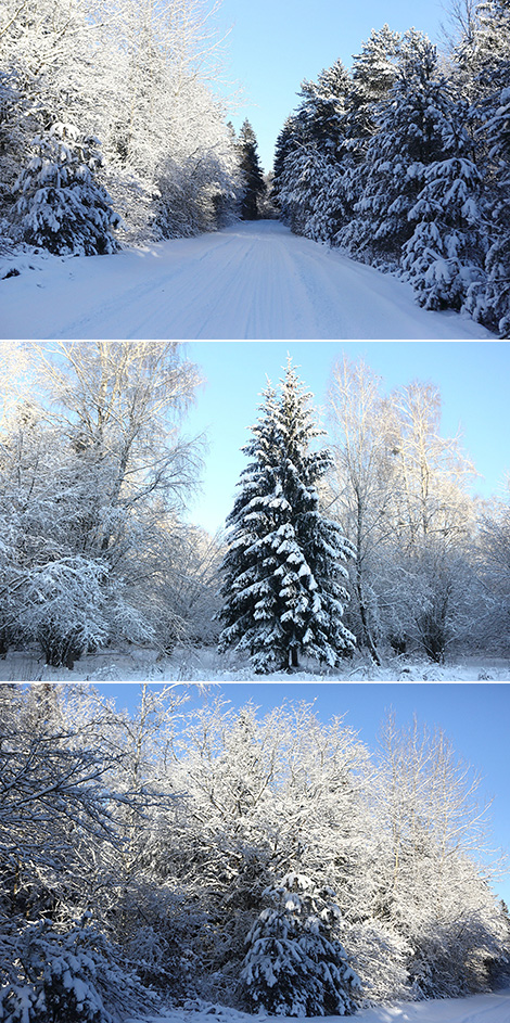 Winter forest in Ozyory National Landscape Reserve, Grodno District