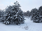 Winter in Mozyr District, Gomel Oblast