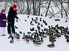 Big flock of ducks wintering in Vitebsk