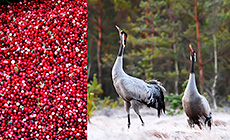 Cranes and Cranberries of Miory District festival
