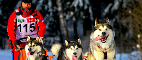 International sled dog race Zavirukha 2014