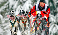 International sled dog race Zavirukha 2014