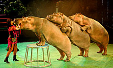 Hippopotamus Show in Belarusian State Circus