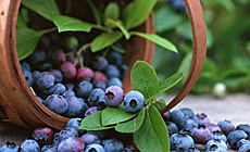 Open Berry Picking Championship in Polotsk District