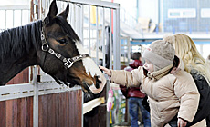 International exhibition of thoroughbred horses Autumn 2013