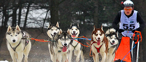 International Sled Dog Race Zavirukha