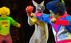 Вялікі Маскоўскі цырк у Мінску. Шоу "Канструктар" братоў Запашных