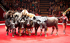 Праграма "Небывальшчына" ў Белдзяржцырку