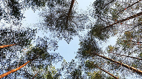 Nationwide forest week scheduled in Belarus for 13-20 April