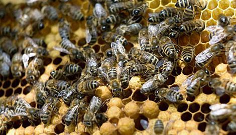 Международный пчеловодческий конгресс пройдет в Беларуси в 2020 году