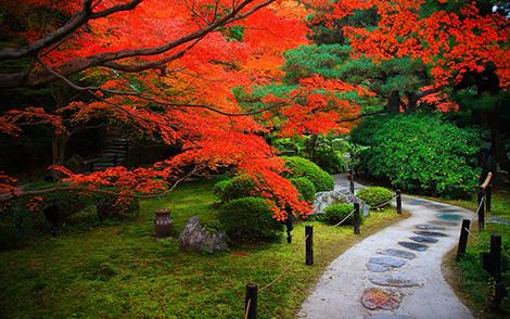 Ботанический сад приглашает окунуться в атмосферу японской осени