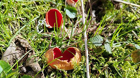 Первые весенние грибы появились в Беловежской пуще