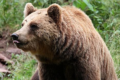 Бурого медведя заметили в биосферном резервате 