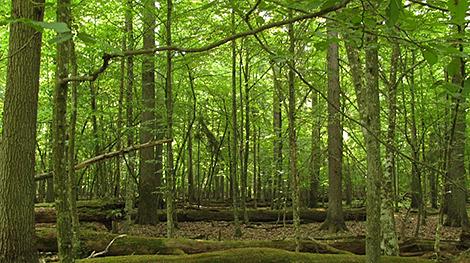 Экскурсии по заповедной дубраве организуют в Беловежской пуще к Международному дню лесов